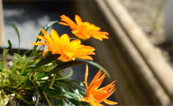 restaurant la lentillère lalacelle - restaurant LALACELLE - restaurant n12 - top resto LALACELLE